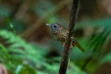 streaked wren-babbler (Gypsophila brevicaudata) at Dehing Patkai in Assam, India clipart