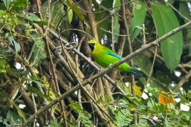 blue-winged leafbird (Chloropsis moluccensis) at Dehing Patkai in Assam, India clipart