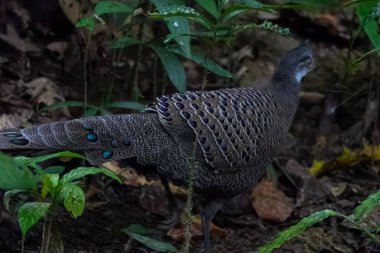 grey peacock-pheasant (Polyplectron bicalcaratum), also known as Burmese peacock-pheasant, at Dehing Patkai in Assam, India clipart