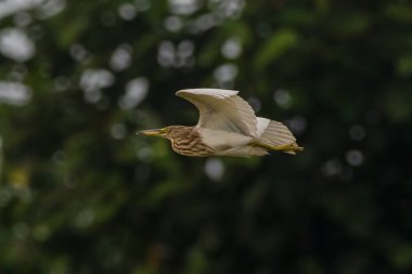 Indian pond heron or paddybird (Ardeola grayii) in flight at Dehing Patkai in Assam, India clipart