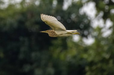 Indian pond heron or paddybird (Ardeola grayii) in flight at Dehing Patkai in Assam, India clipart