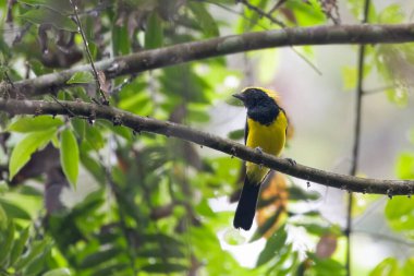 sultan tit (Melanochlora sultanea), an Asian forest bird, at Dehing Patkai in Assam, India