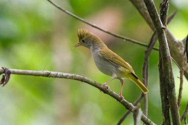 Beyaz karınlı erpornis (Erpornis zantholeuca) veya beyaz karınlı yuhina, Assam, Hindistan 'daki Dehing Patkai' de