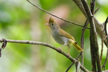Beyaz karınlı erpornis (Erpornis zantholeuca) veya beyaz karınlı yuhina, Assam, Hindistan 'daki Dehing Patkai' de