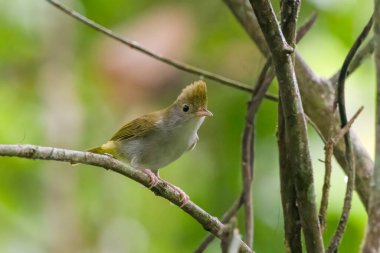 Beyaz karınlı erpornis (Erpornis zantholeuca) veya beyaz karınlı yuhina, Assam, Hindistan 'daki Dehing Patkai' de