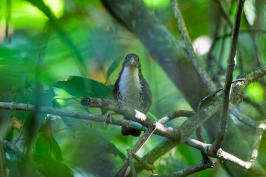 large scimitar babbler (Erythrogenys hypoleucos) at Dehing Patkai in Assam, India clipart