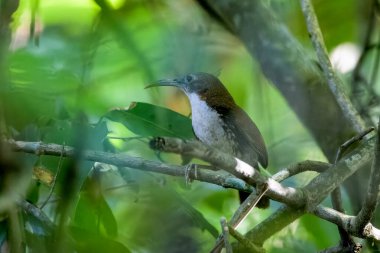 Hindistan, Assam 'daki Dehing Patkai' de büyük bir kılıç gevezesi (Erythrogenys hypoleucos)