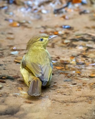Cachar bulbul Iole cacharensis Karimganj, Assam, Hindistan Dosdewa 'da görüldü.