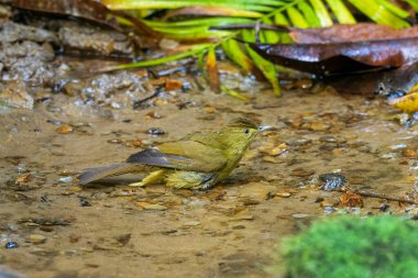 Cachar bulbul Iole cacharensis Karimganj, Assam, Hindistan Dosdewa 'da görüldü.