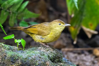 Cachar bulbul Iole cacharensis Karimganj, Assam, Hindistan Dosdewa 'da görüldü.