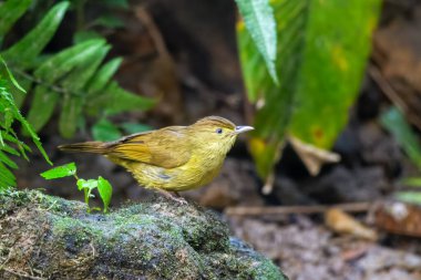 Cachar bulbul Iole cacharensis Karimganj, Assam, Hindistan Dosdewa 'da görüldü.