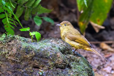 Cachar bulbul Iole cacharensis Karimganj, Assam, Hindistan Dosdewa 'da görüldü.