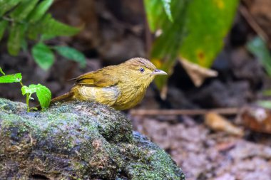 Cachar bulbul Iole cacharensis Karimganj, Assam, Hindistan Dosdewa 'da görüldü.