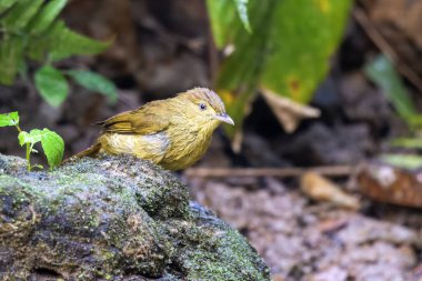 Cachar bulbul Iole cacharensis Karimganj, Assam, Hindistan Dosdewa 'da görüldü.