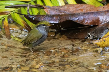 gri karınlı tesia siyaniventer Karimganj, Assam, Hindistan 'da Dosdewa' da görüldü.