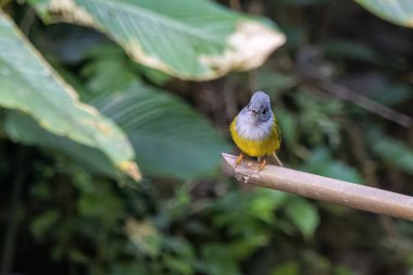gri başlı kanarya sineği avcısı Culicicapa ceylonensis Karimganj, Assam, Hindistan 'da Dosdewa' da görüldü.
