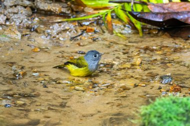 gri başlı kanarya sineği avcısı Culicicapa ceylonensis Karimganj, Assam, Hindistan 'da Dosdewa' da görüldü.