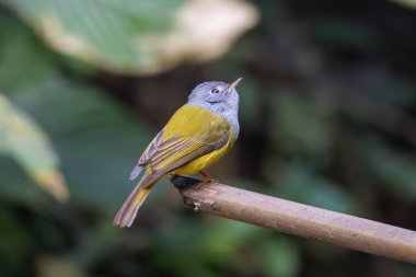gri başlı kanarya sineği avcısı Culicicapa ceylonensis Karimganj, Assam, Hindistan 'da Dosdewa' da görüldü.