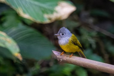 gri başlı kanarya sineği avcısı Culicicapa ceylonensis Karimganj, Assam, Hindistan 'da Dosdewa' da görüldü.
