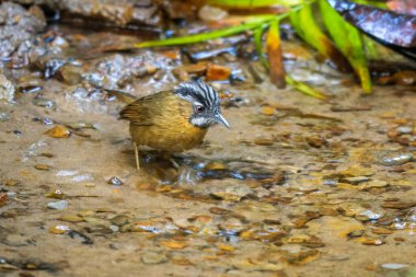 Gri boğazlı geveze (Stachyris nigriceps) Dosdewa, Assam, Hindistan 'da görüldü.