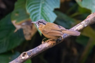 Gri boğazlı geveze (Stachyris nigriceps) Dosdewa, Assam, Hindistan 'da görüldü.