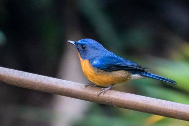 Tepe mavi sinekkapanı (Cyornis whitei) Karimganj, Assam, Hindistan 'da Dosdewa' da görüldü.