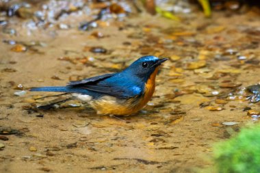Tepe mavi sinekkapanı (Cyornis whitei) Karimganj, Assam, Hindistan 'da Dosdewa' da görüldü.