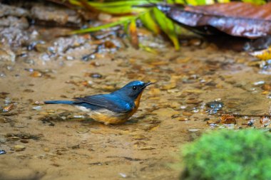 Tepe mavi sinekkapanı (Cyornis whitei) Karimganj, Assam, Hindistan 'da Dosdewa' da görüldü.