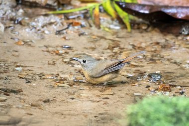 Karimganj, Assam, Hindistan 'da Dosdewa' da görülen soluk çeneli sinekkapan (Cyornis poliogenys)