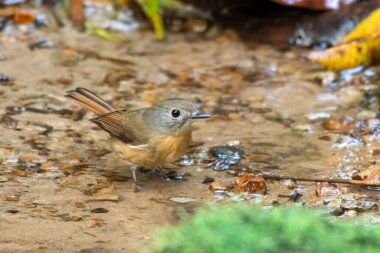 Karimganj, Assam, Hindistan 'da Dosdewa' da görülen soluk çeneli sinekkapan (Cyornis poliogenys)