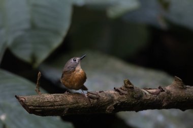 Karimganj, Assam, Hindistan 'da Dosdewa' da görülen soluk çeneli sinekkapan (Cyornis poliogenys)