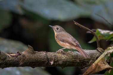 Karimganj, Assam, Hindistan 'da Dosdewa' da görülen soluk çeneli sinekkapan (Cyornis poliogenys)
