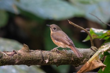Karimganj, Assam, Hindistan 'da Dosdewa' da görülen soluk çeneli sinekkapan (Cyornis poliogenys)