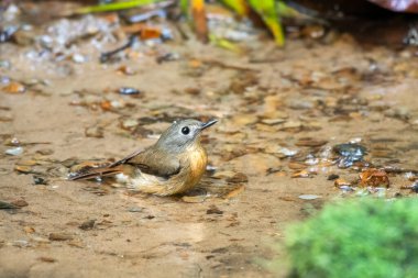 Karimganj, Assam, Hindistan 'da Dosdewa' da görülen soluk çeneli sinekkapan (Cyornis poliogenys)