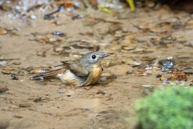 Karimganj, Assam, Hindistan 'da Dosdewa' da görülen soluk çeneli sinekkapan (Cyornis poliogenys)