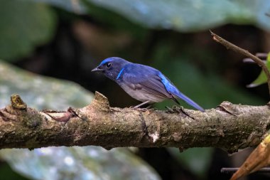 Küçük niltava (Niltava macgrigoriae) Karimganj, Assam, Hindistan 'da Dosdewa' da görüldü.
