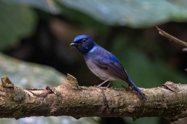 Küçük niltava (Niltava macgrigoriae) Karimganj, Assam, Hindistan 'da Dosdewa' da görüldü.