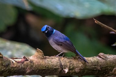 Küçük niltava (Niltava macgrigoriae) Karimganj, Assam, Hindistan 'da Dosdewa' da görüldü.