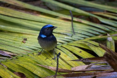 Küçük niltava (Niltava macgrigoriae) Karimganj, Assam, Hindistan 'da Dosdewa' da görüldü.