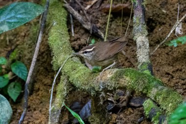 Asya ineği Urosphena Squameiceps Karimganj, Assam, Hindistan 'da Dosdewa' da görüldü.