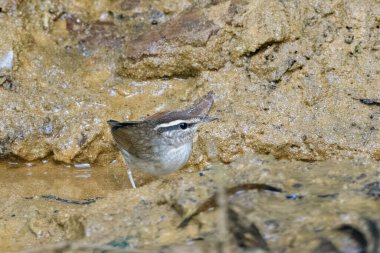 Asya ineği Urosphena Squameiceps Karimganj, Assam, Hindistan 'da Dosdewa' da görüldü.