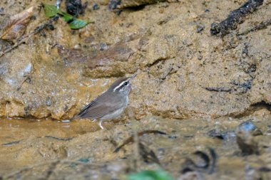 Asya ineği Urosphena Squameiceps Karimganj, Assam, Hindistan 'da Dosdewa' da görüldü.