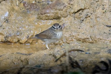 Asya ineği Urosphena Squameiceps Karimganj, Assam, Hindistan 'da Dosdewa' da görüldü.