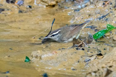 Asya ineği Urosphena Squameiceps Karimganj, Assam, Hindistan 'da Dosdewa' da görüldü.