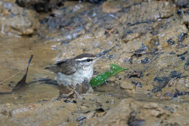 Asya ineği Urosphena Squameiceps Karimganj, Assam, Hindistan 'da Dosdewa' da görüldü.