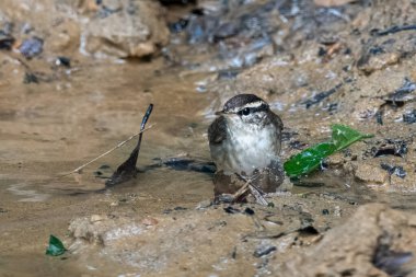 Asya ineği Urosphena Squameiceps Karimganj, Assam, Hindistan 'da Dosdewa' da görüldü.