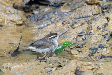 Asya ineği Urosphena Squameiceps Karimganj, Assam, Hindistan 'da Dosdewa' da görüldü.