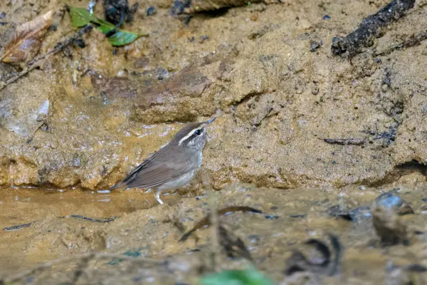 Asya ineği Urosphena Squameiceps Karimganj, Assam, Hindistan 'da Dosdewa' da görüldü.