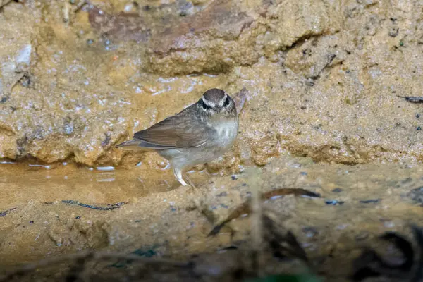 Asya ineği Urosphena Squameiceps Karimganj, Assam, Hindistan 'da Dosdewa' da görüldü.