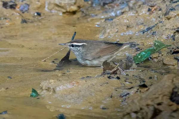 Asya ineği Urosphena Squameiceps Karimganj, Assam, Hindistan 'da Dosdewa' da görüldü.